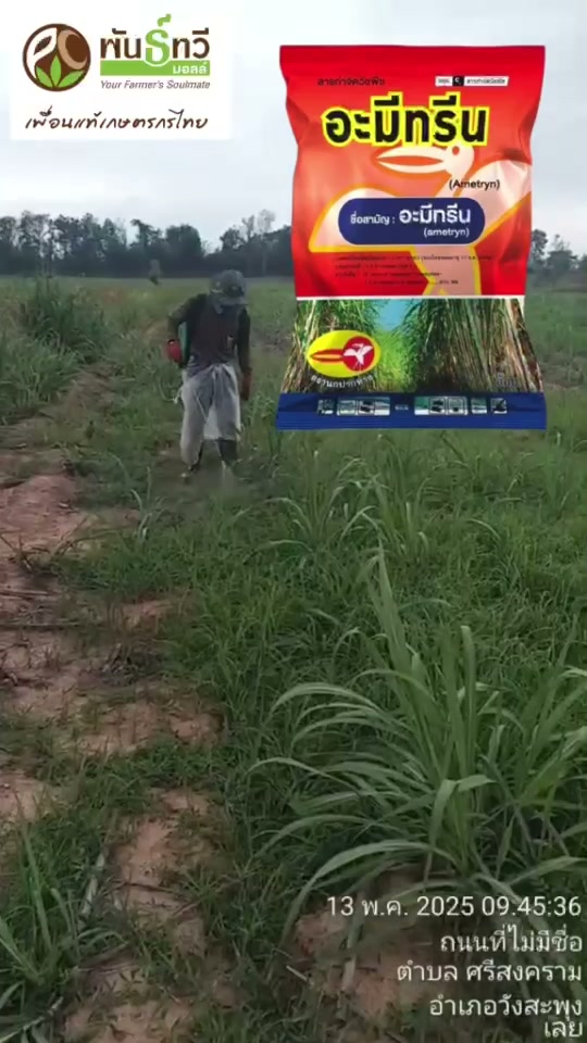 ลดปัญหาหญ้าแย่งอาหารพืช ใช้ถูกจังหวะ เห็นผลชัด